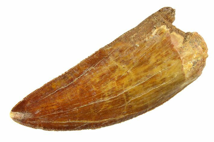 Serrated, Carcharodontosaurus Tooth - Real Dinosaur Tooth #351704
